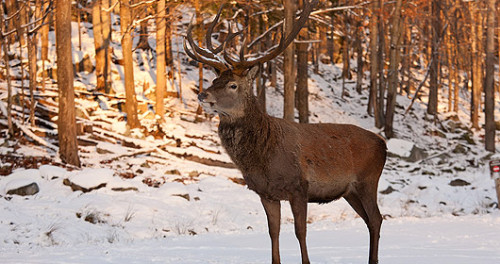 Ballade hivernale au Parc Oméga