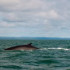 Observer les baleines à Tadoussac