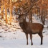 Ballade hivernale au Parc Oméga