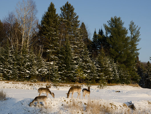 L'hiver à Montréal L'hiver à Montréal
