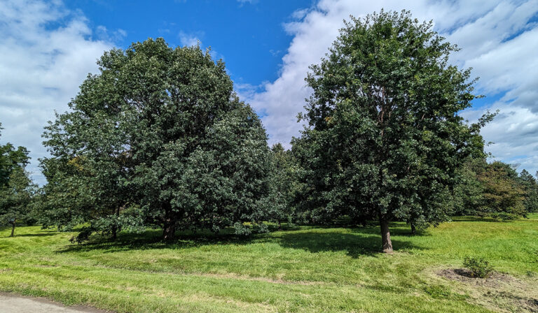 Identifier Les Arbres Et Les Arbustes Du Qu Bec Les Rables O