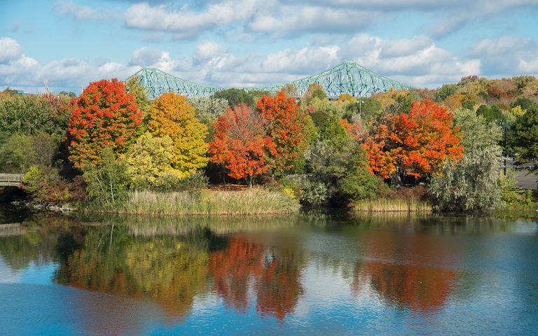 Identifier les arbres et les arbustes du Québec – Les chênes | Où ...